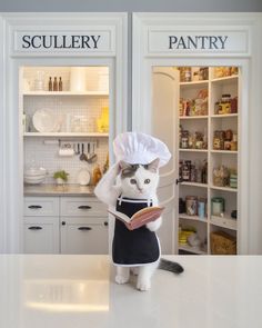 a cat in a chef's hat is reading a book while standing on the kitchen counter