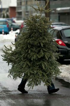 a man walking down the street carrying a christmas tree