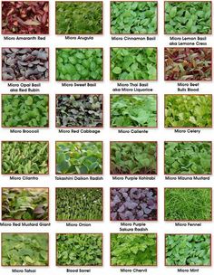 many different types of plants and their names