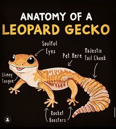 the anatomy of a leopard gecko on a black background with words describing its features