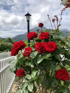 some red roses are in a pot by a white fence and a light pole with a lamp on it