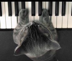 a gray cat laying on top of a piano keyboard with it's paw over the keys