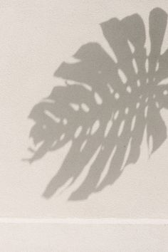 the shadow of a palm leaf is cast on a wall with a skateboard in front of it