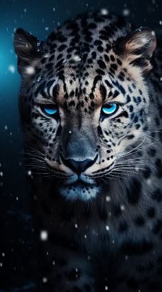 a close up of a snow leopard with blue eyes in the dark night time scene