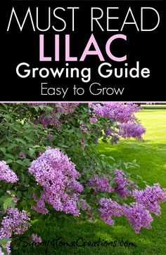 lilacs growing in the grass with text overlay reading must read lilac growing guide easy to grow