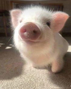 a small white pig sitting on top of a carpet