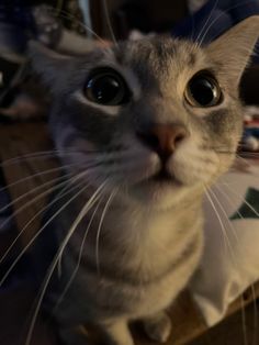 a cat with big eyes sitting on top of a table