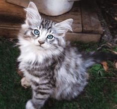 a small kitten with blue eyes sitting on the grass next to a potted plant