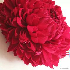 a large red flower sitting on top of a table