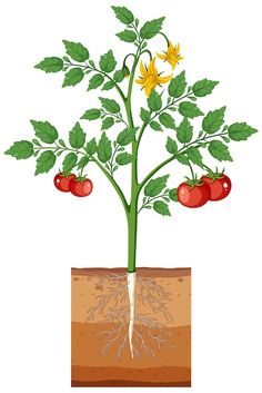 an illustration of a tomato plant growing from the ground with roots and flowers on it