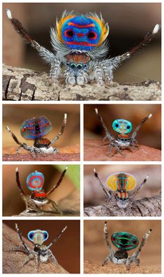 several pictures of different types of spider legs