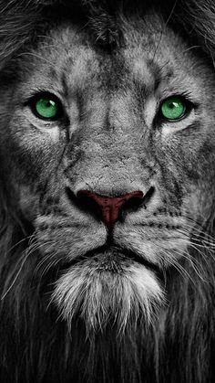 a black and white photo of a lion with green eyes