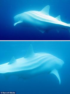 two pictures of a large white shark in the ocean, one is under water and the other is underwater