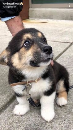 a small dog sitting on the ground next to a person's leg and hand