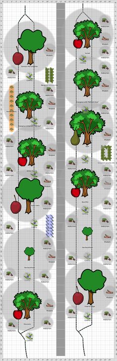 an info sheet showing the different types of trees