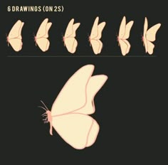 the stages of a butterfly's wing formation