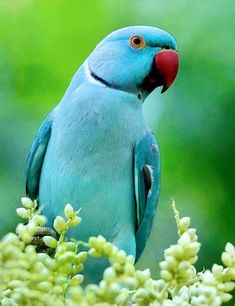 a blue bird sitting on top of a tree branch next to green leaves and flowers