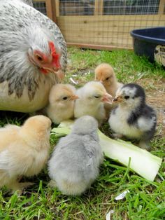 several small chickens are gathered together in the grass