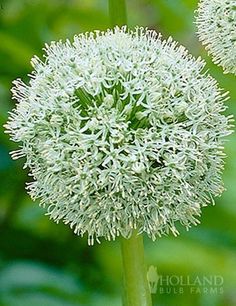 two white flowers with green leaves in the background