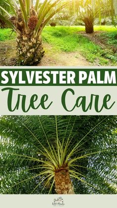 Sylvester Palm Tree Care Sylvester Palm, Palm Tree Care, Date Palms, Date Palm, Tree Care, Ins And Outs, Tropical Flower, Tropical Flowers, How To Grow