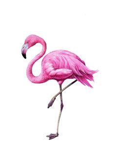 a pink flamingo standing on its hind legs