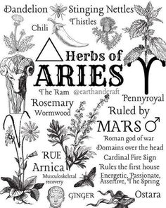 an image of herbs and their names