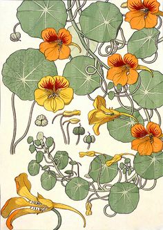 an illustration of flowers and leaves on a white background