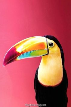 a toucan bird with a colorful beak on a pink and red wall background