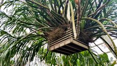 a bird's nest hanging from the top of a palm tree in a greenhouse