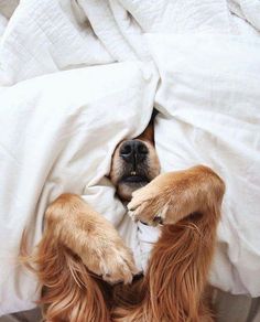 a dog is laying in bed with his head under the covers and looking at the camera