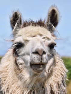 an alpaca looking at the camera while standing in a field