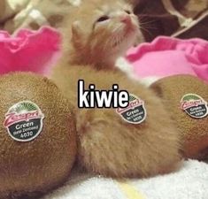 an orange kitten laying on top of two kiwis with the caption kitty