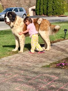 Big Saint Bernard, At Bernard Puppies, Saint Bernard Puppies, Saint Bernard Puppy, San Bernard