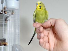 a small green bird sitting on top of a person's hand in front of a cage