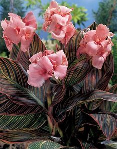 pink flowers are blooming in the middle of green leaves and brown stripes on this plant