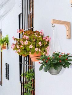 two potted plants hanging from the side of a building