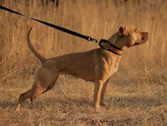 a brown dog standing on top of a dry grass covered field with a black leash