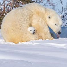 an adult polar bear and her cub laying in the snow