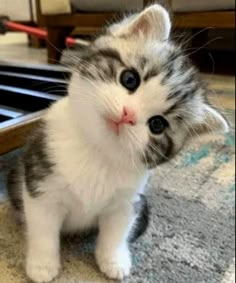 a small kitten sitting on top of a rug