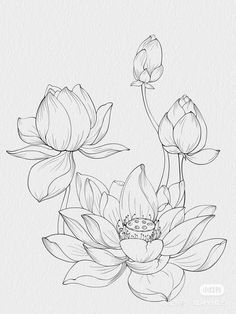 a drawing of some flowers on a white paper with the words lotus written in black ink