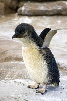 a small penguin standing on top of a snow covered ground next to the words pas facile de grandir