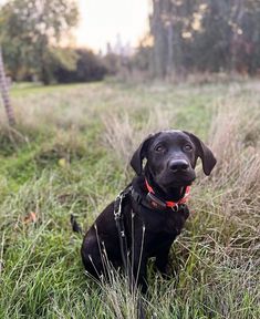 a black dog is sitting in the tall grass