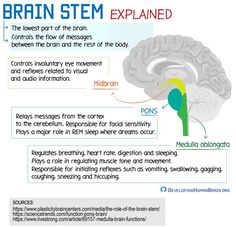 Brain Stem Function, Brain Stem Anatomy, Brainstem Anatomy, Neuro Anatomy, Brain Anatomy And Function, Brain Surgeon, Basic Anatomy And Physiology, Brain Structure, Brain Facts