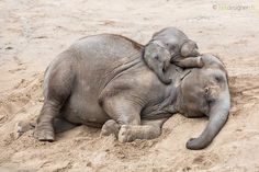 an elephant laying on top of another elephant in the sand with it's trunk over its head