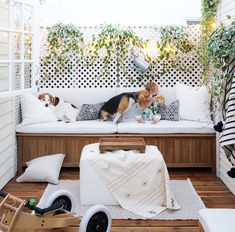 a dog sitting on top of a white couch next to a wooden table and chair