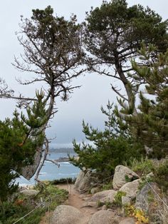 the path to the beach is lined with trees and rocks, along with an ocean in the background