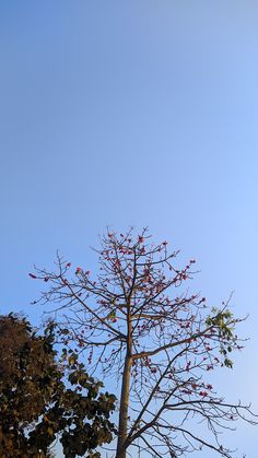 a tall tree with red berries on it's branches in front of a blue sky