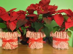 three candy cane wrapped christmas gifts on a table with poinsettis in the background