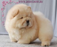 a small white dog sitting on top of a carpet next to a pink flowered wall