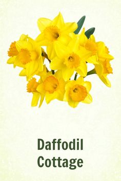 yellow daffodils are in the middle of a white background that says daffodil cottage